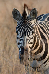 Fototapeta na wymiar incrocio di sguardi con una zebra