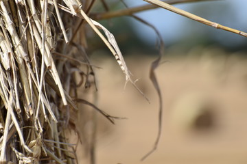 Fototapeta premium close up of a straw bale