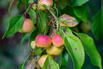 Fresh red apples on a tree branch.