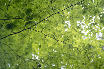 Fototapeta na wymiar Tree branches with green leaves, view from below, blurry bokeh background, close up
