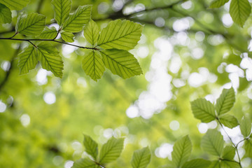 Fototapeta na wymiar Tree branches with green leaves, view from below, blurry bokeh background, close up