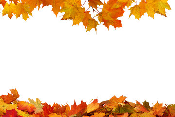 Naklejka na ściany i meble Autumn colored falling maple leaves isolated on white background