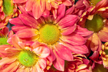 Color Chrysanthemum Flower Isolated on Background.