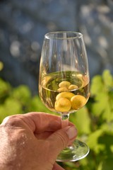 Verre de vin et vigne