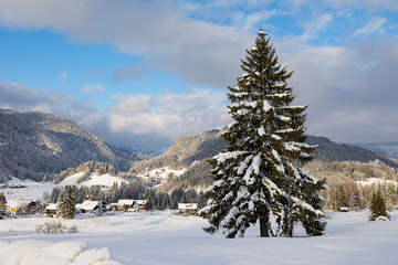 Tannenbaum vor einer Schneelandschaft
