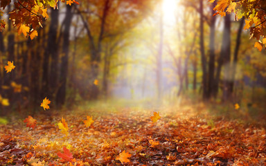 Beau paysage d& 39 automne avec des arbres jaunes et du soleil. Feuillage coloré dans le parc. La chute des feuilles de fond naturel. Concept de saison d& 39 automne