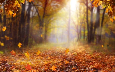 Fototapeten Schöne Herbstlandschaft mit gelben Bäumen und Sonne. Buntes Laub im Park. Fallende Blätter natürlichen Hintergrund. Konzept der Herbstsaison © Lilya