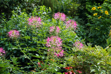 Schöne Blumen im Botanischen Garten in Christiansberg