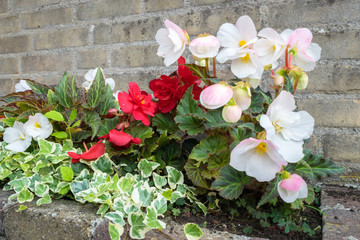 Tuberous Begonia with flowers in white, red and light rose colors. Urban garden with Begonia and Ivy (Hedera helix) growing in a flower bed near a brick wall.