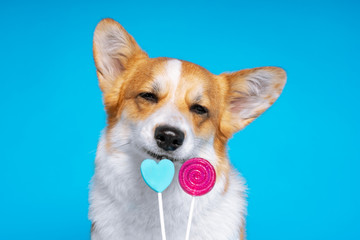 Sweets eating funny  pembroke welsh corgi dog on bright on a blue background.