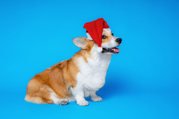 Close up portrait of happy  beautiful dog breed welsh corgi pembroke, wearing red christmas santa hat,  on blue background