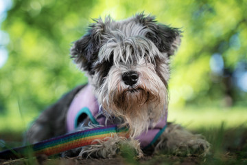 Naklejka na ściany i meble Portrait of a cute dog miniature Schnauzer, lies on the grass in the park. puppy training and obedience