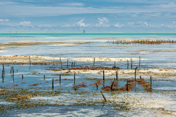 Fields of algae cultivation, Zanzibar