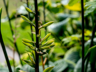 OLYMPUS DIGITAL CAMERA  - GARDEN