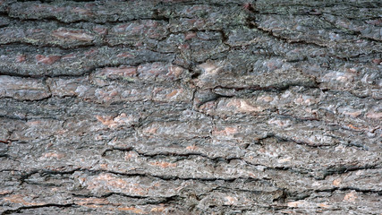 wood texture natural