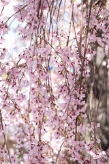 喜多方日中線のしだれ桜