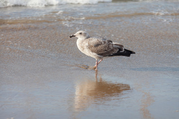 Seagull at the beach shore in San Francisco bay