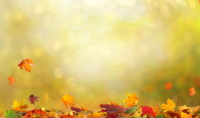 Fototapeta na wymiar Autumn maple leaves.Falling leaves natural background.