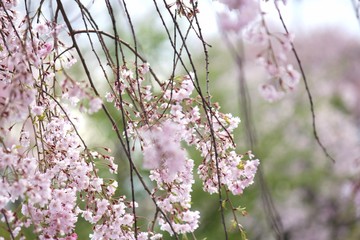 喜多方日中線のしだれ桜