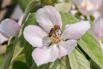 close up bumble bee on pink cosmos flower pollen background, insect in summer. Bumble bee on bright pink flower. Bee on quince flower