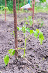 small tomato bush in the garden. Seedlings on the garden environmentally friendly products. vertical photo