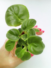 saintpaulia cutting with sprouts around white background. close up. trend international hobby