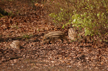 Wildschwein Frischlinge alein im Wald 1