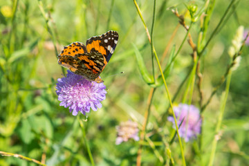 Butterfly on a purple flower on the field. close up