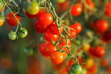 Cherry tomatoes on a branch. Growing tomatoes in a greenhouse.