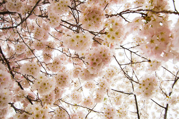 cherry blossoms in early light washington dc usa