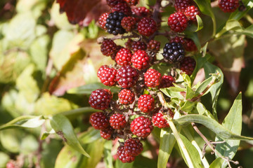 Red blackberry ripening in a forest during summer