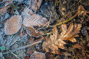 Brown leaves with frost on them in winter time