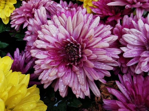Beautiful buds of pink chrysanthemums with drops of dew, rain. Close-up photo