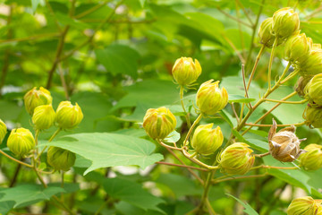 Flower buds on a shrub. Nature concept.