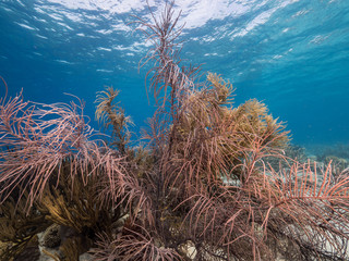 Naklejka na ściany i meble Seascape of coral reef in the Caribbean Sea around Curacao with coral and sponge