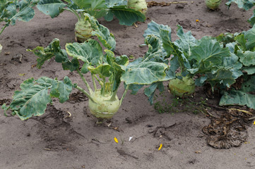 Kohlrabi Feld
