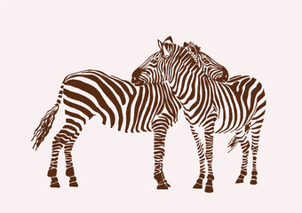 Fototapeta na wymiar Vector two zebras, graphical vintage illustration,family