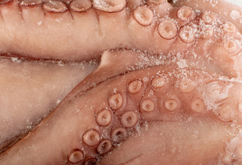 Macro Shot of Whole Frozen Octopus with Big Tentacles Closeup
