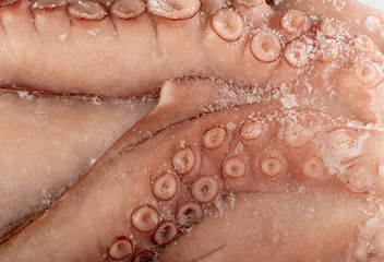 Fototapeta premium Macro Shot of Whole Frozen Octopus with Big Tentacles Closeup