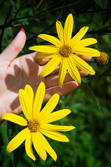Fashion is the art of hand skin care and yellow flowers in the hands of women. Creative beauty Photo hands with manicure.