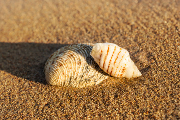 Two seashells on the sand at sea beach.