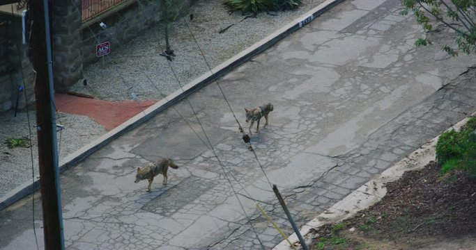Slow motion of coyotes in Griffith Park in Los Angeles, California