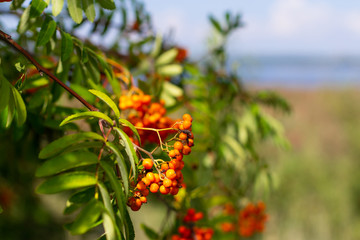 Beautiful red rowan branch on sky background. Red ash berries. Autumn nature. Rowan in the sun close up. Autumn berries. Healthy Rowan berry
