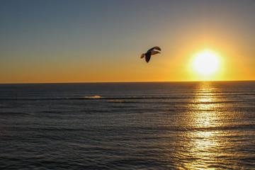 seagull flying at sunset in the sea