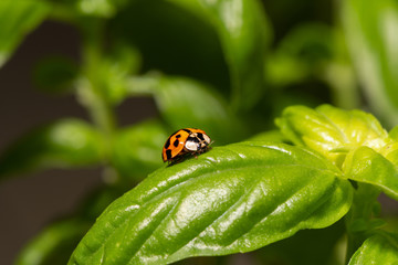 Small red ladybird resting on a green basil leaf