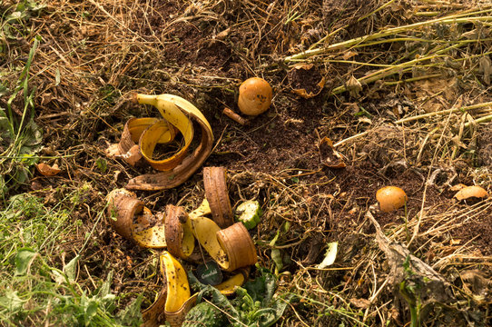 food waste, banana peel and egg peel and other food waste