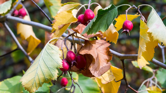 Howthorn fruits closeup