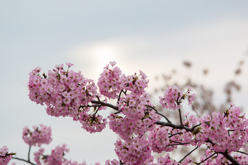 beautiful cherry blossoms in washington dc spring tidal basin