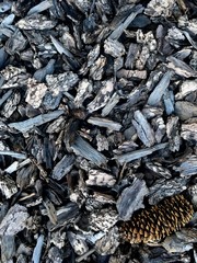 A solitary pine on a gray wood chip soil