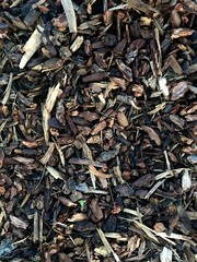 Brown wood chips on the forest ground